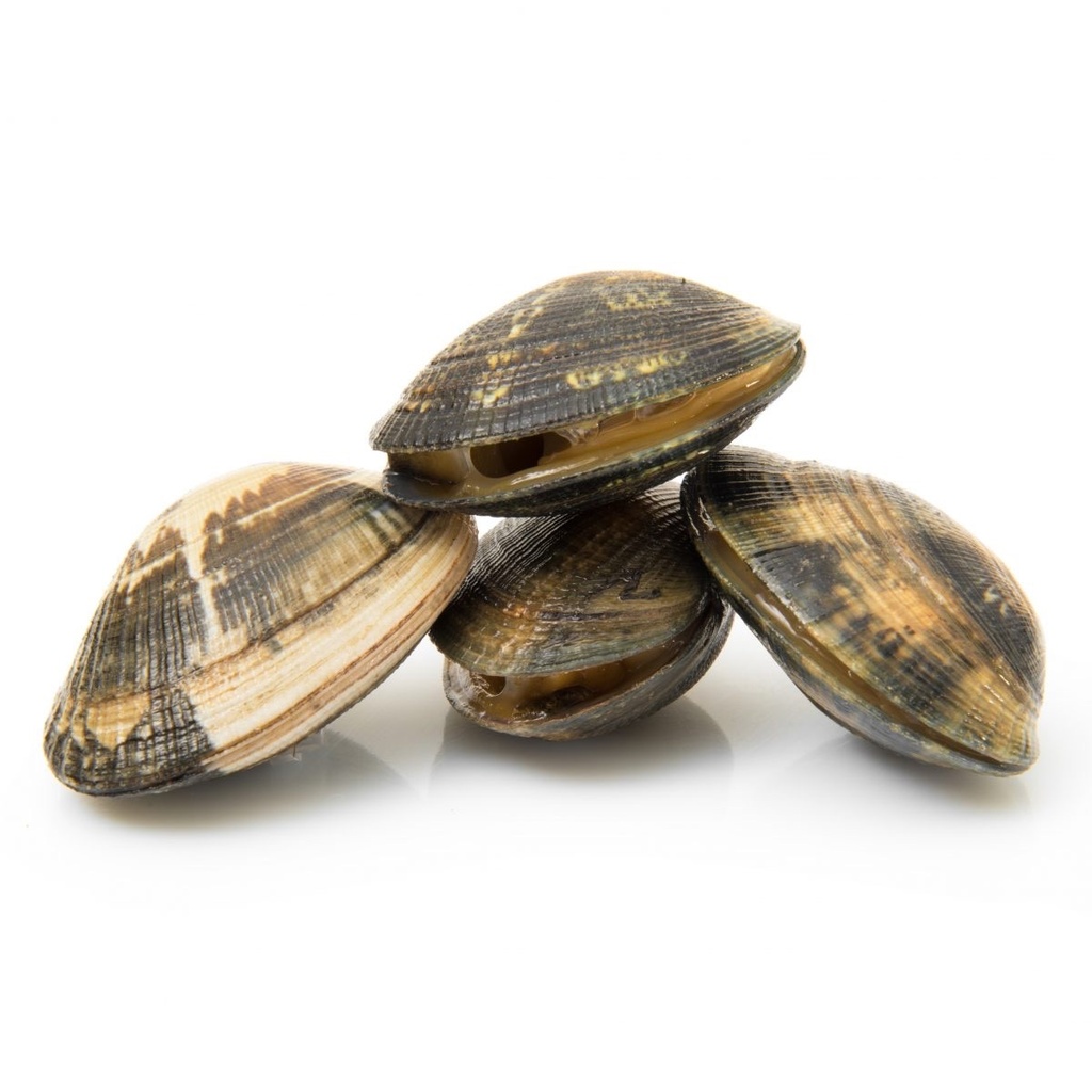 Vongole | vivant- Par kilo | Grosse