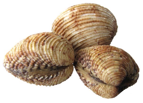 Praire | Vivant - Par kilo | Par défaut