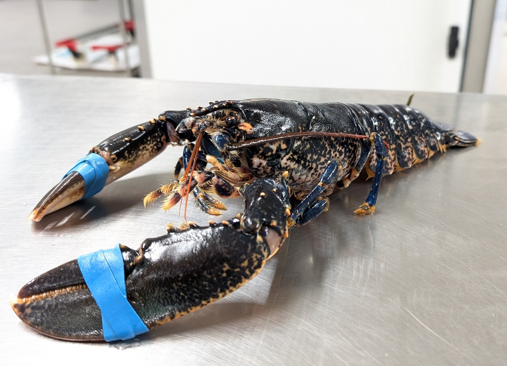 Homard Europe | Vivant | 1000/1200 g