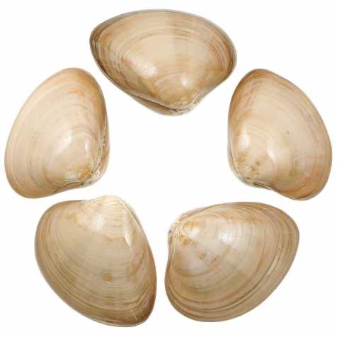 Clams * | Chair | 800/1000 p/k