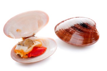 Verni / Fasolari | Vivant | Par défaut