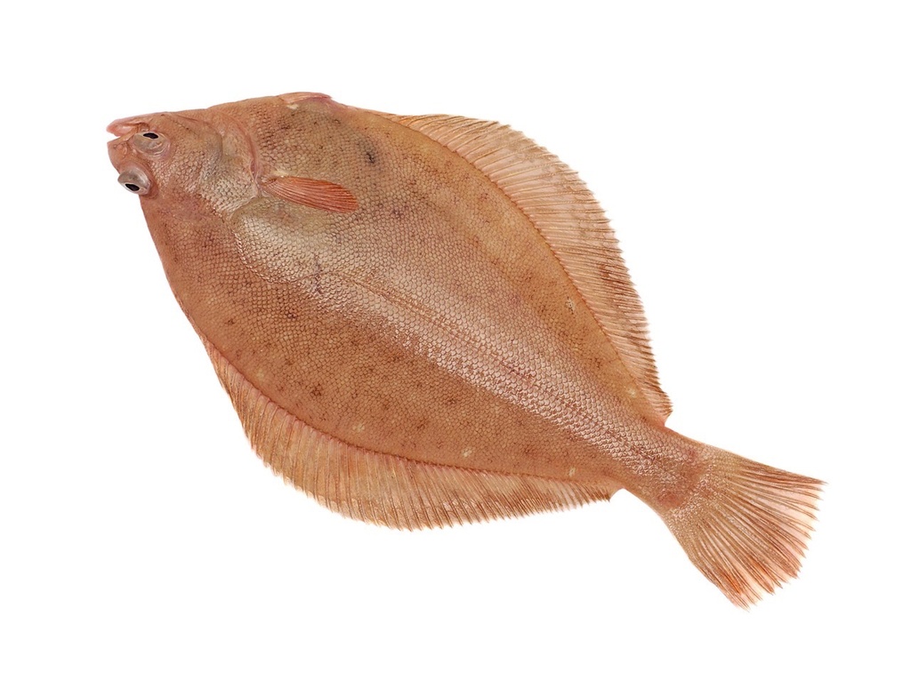 Cardine | Entière sans peau | 250/450 g brut