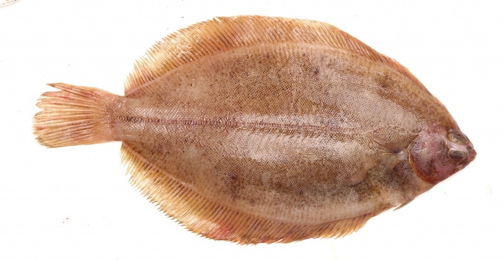 Sole limande | Entière sans peau | 250/350 g Brut