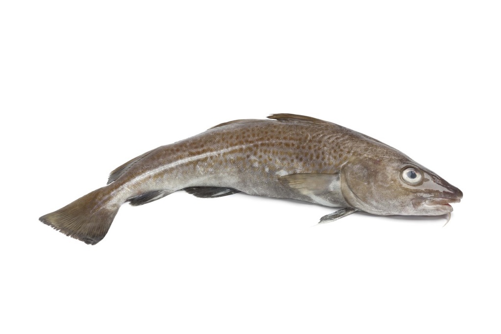 Cabillaud | Filet sans peau | 200/400 g