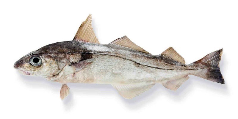 Eglefin | Filet avec peau | 300/500 net