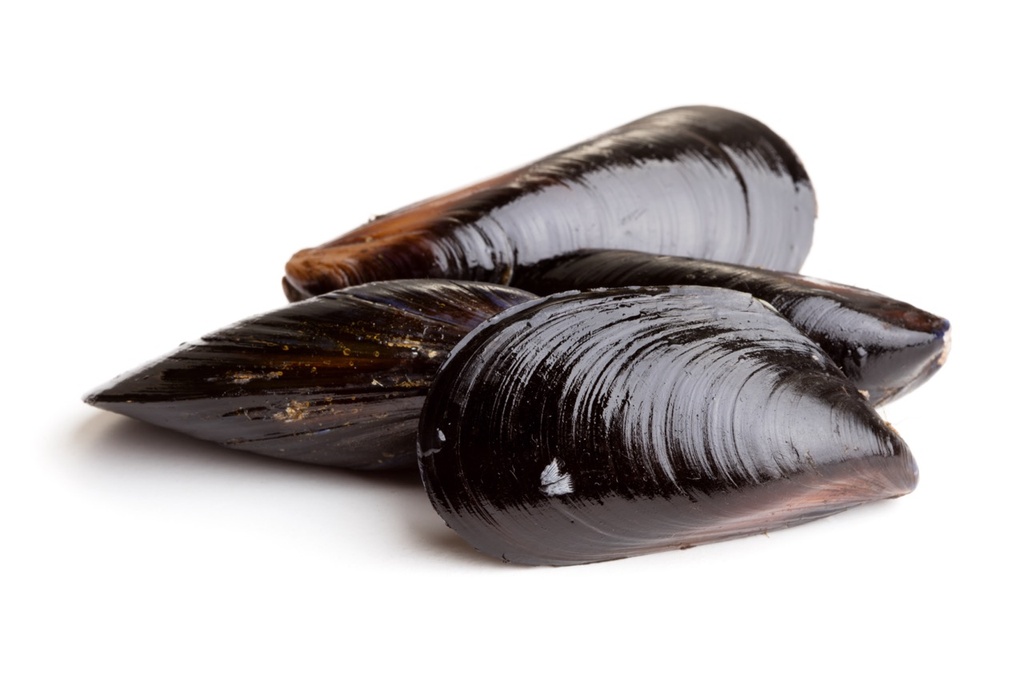 Moule de Zélande | Corde - Sac de 15 kgs | Jumbo