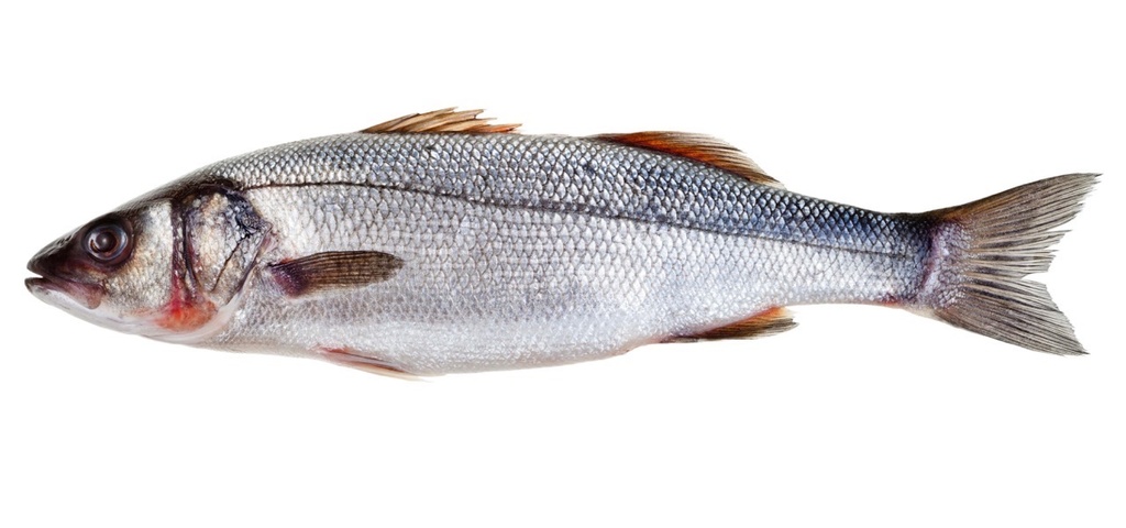 Bar | Entier | 400/600 g