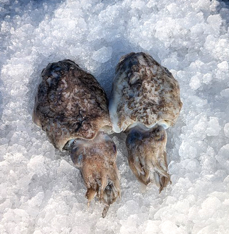 Seiche | Non nettoyé | 300/500 g