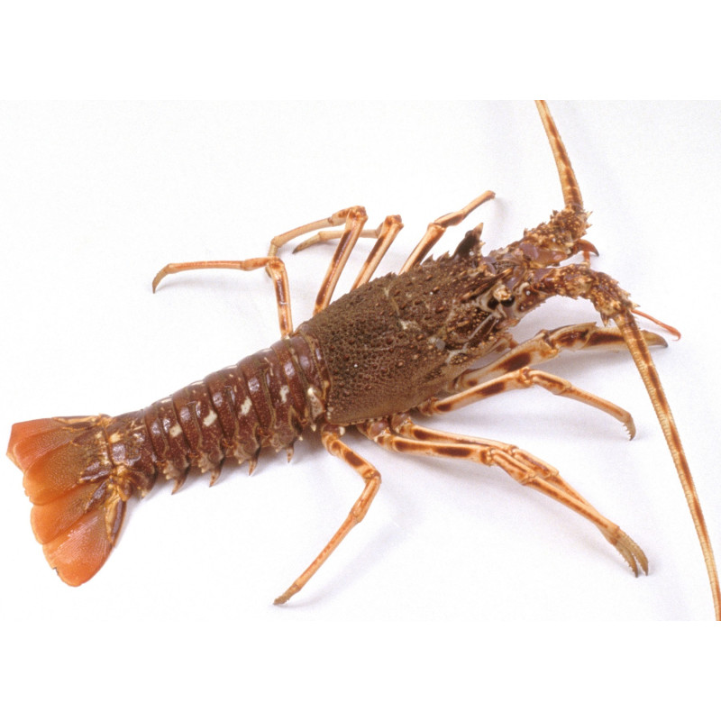 Langouste | Vivant | 800 g+