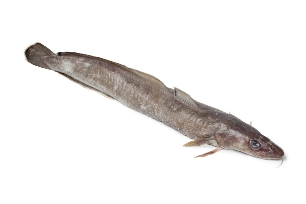 Lingue bleue | Filet sans peau | 3/5 k brut