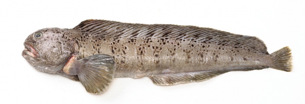 Loup de mer | Dos sans peau | Par défaut