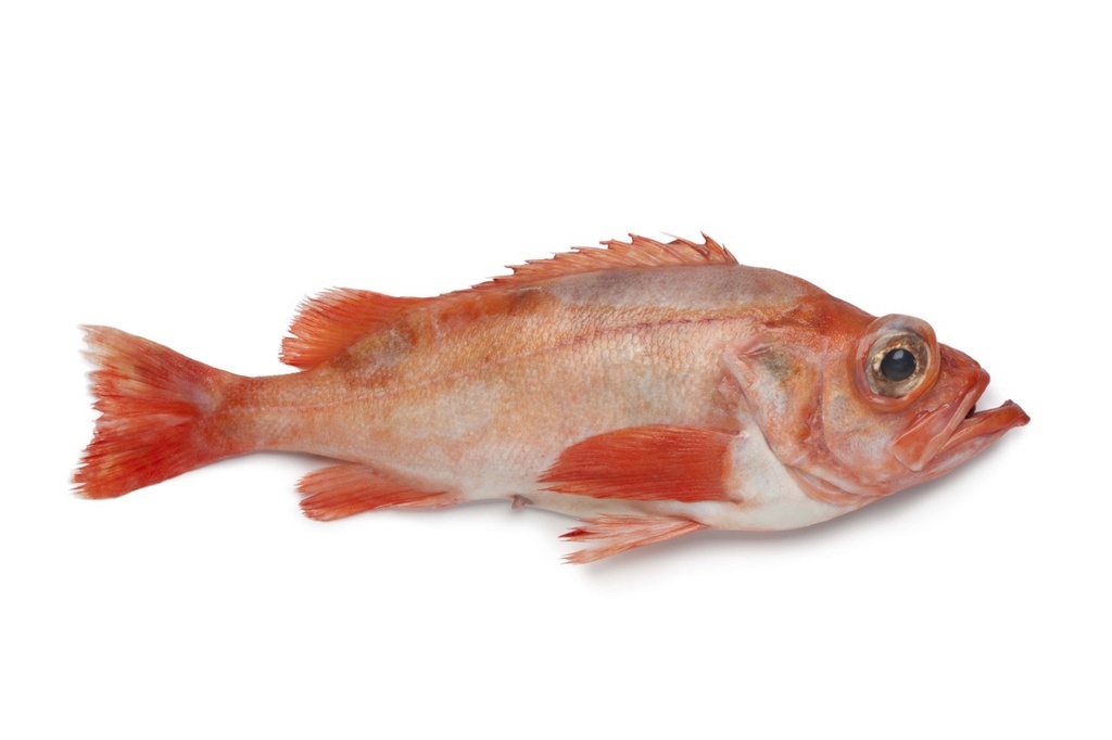 Sébaste | Filet avec peau écaillé | 180g+ net