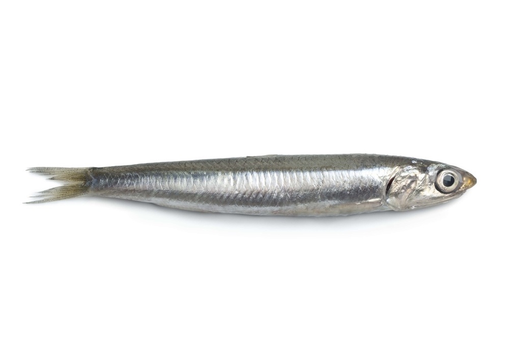 Anchois | Entier | Par défaut