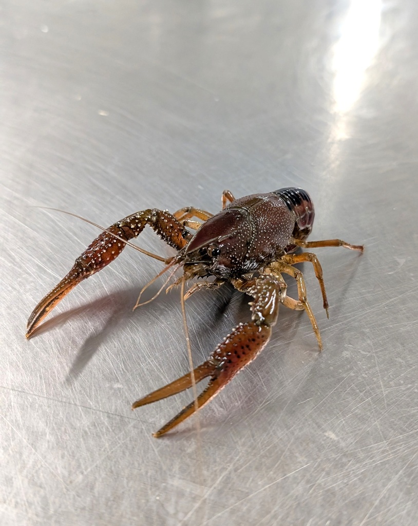 Ecrevisse | Vivant - Vrac | 10/20 p/k