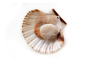 Pétoncle * | Noix avec corail | Par défaut