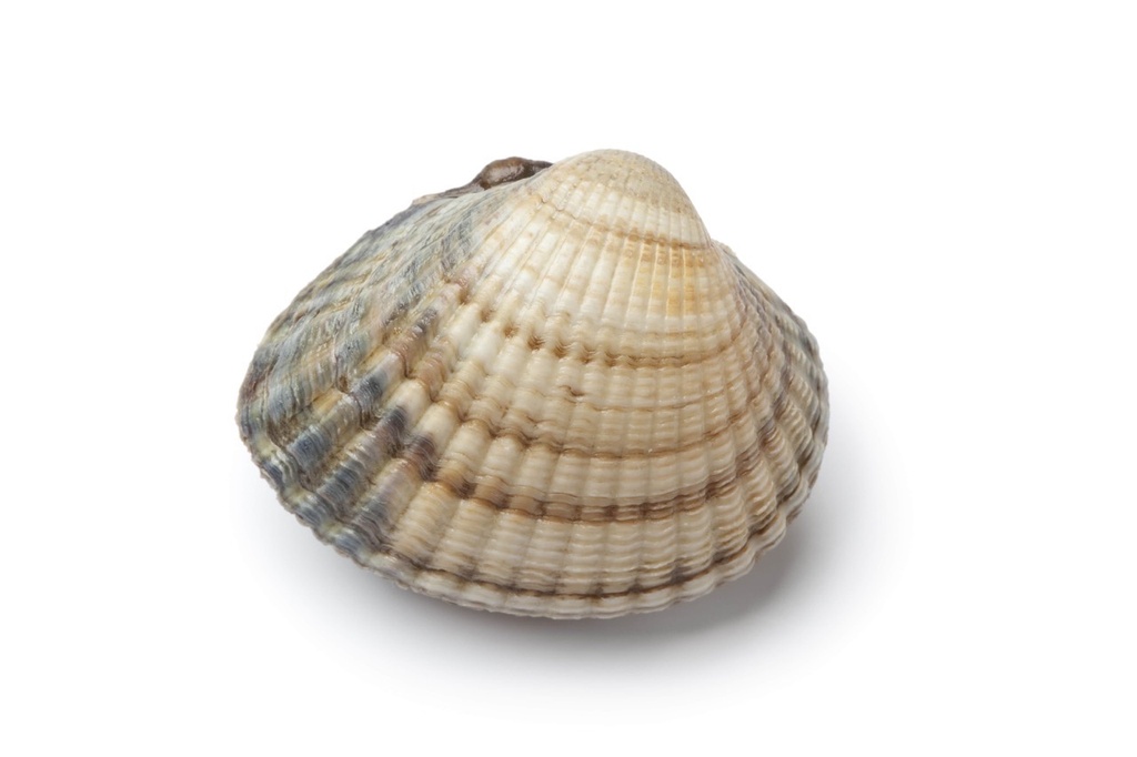 Coque | Vivant - Par kilo | Grosse