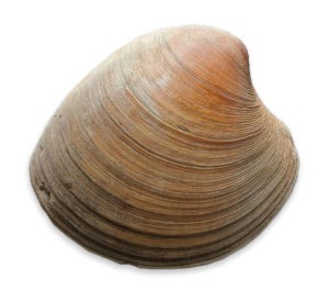 Clams | Vivant - Par kilo | Moyen
