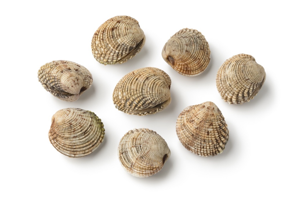 Vénus blanche | Vivant | Par défaut