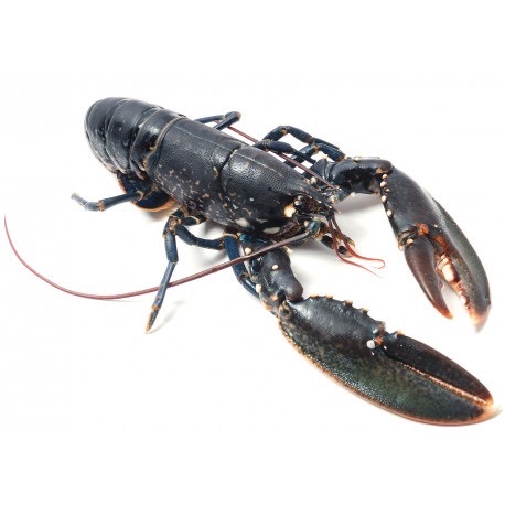 Homard Europe | Vivant | 400/600 g