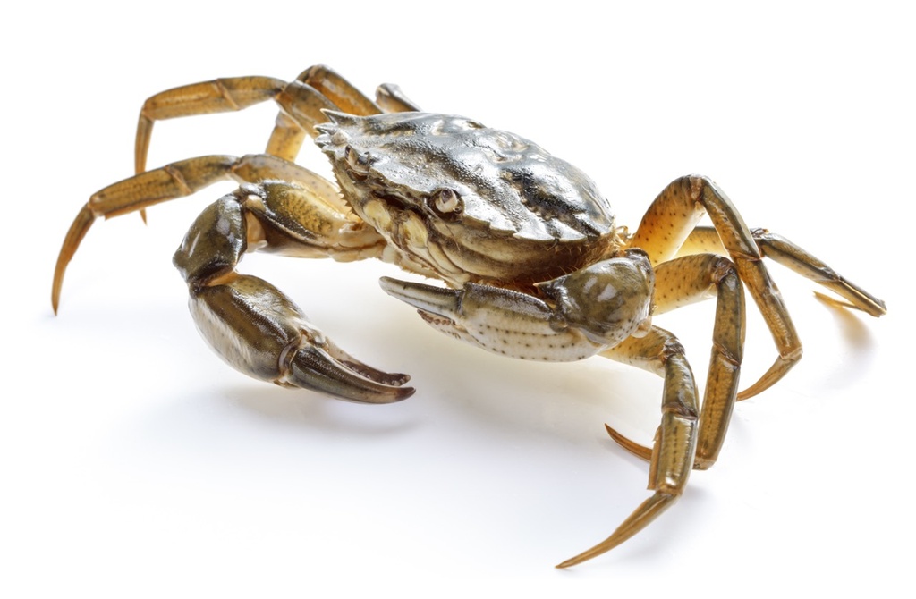 Crabe vert | Vivant | Par défaut
