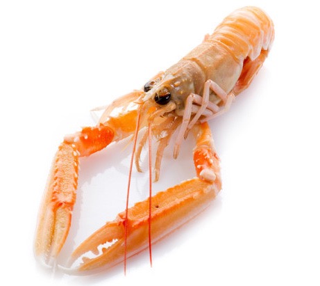 Langoustine | Entière | 10/15