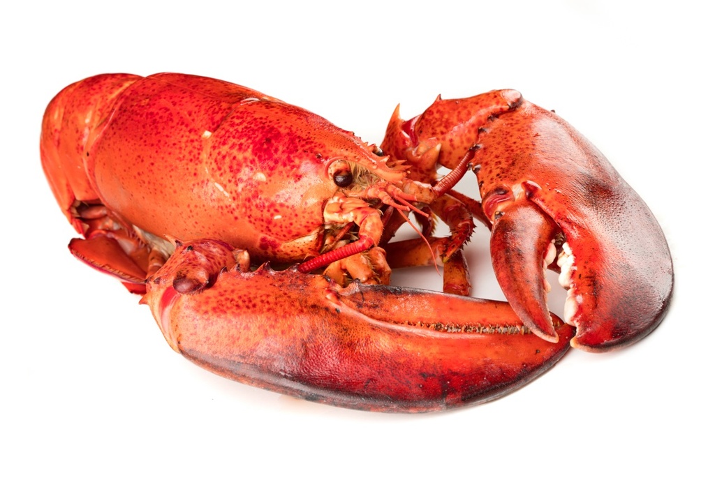 Homard Canada * | Chair cru - bloc | 2,72k