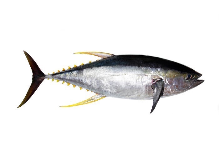 Thon rouge | Filet sans peau | Sashimi