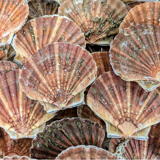 Saint-Jacques | Entière - Vrac | 11-13 pc/kg