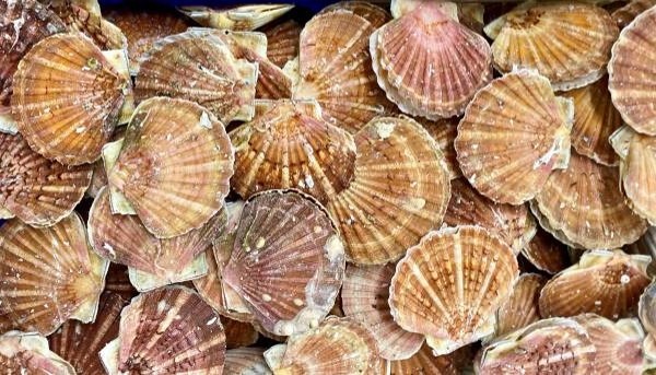 Saint-Jacques | Entière - Bouriche | 4/6