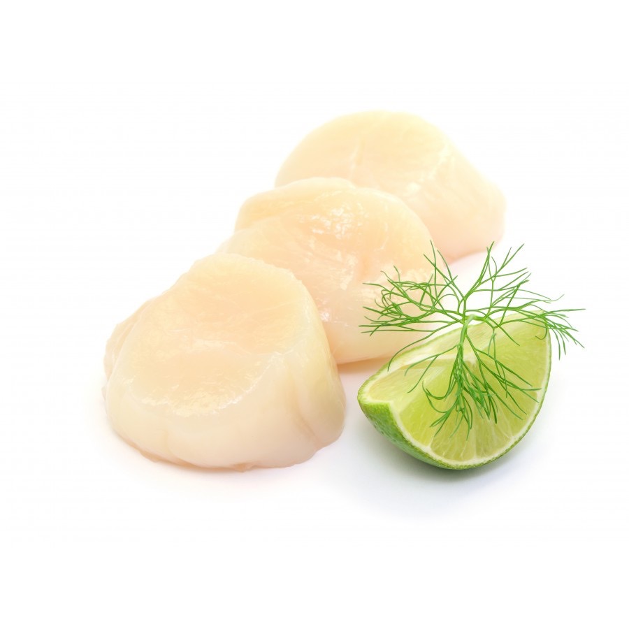 Saint-Jacques | Noix - Pacifique | conserve de 1,8 kgs