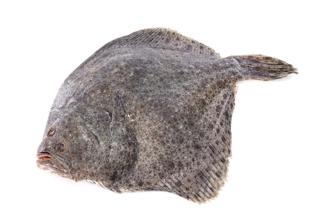 Turbot élevage | Entier avec peau | 1/1,5 k brut