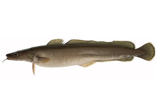 Julienne | Filet sans peau | 200/400 g