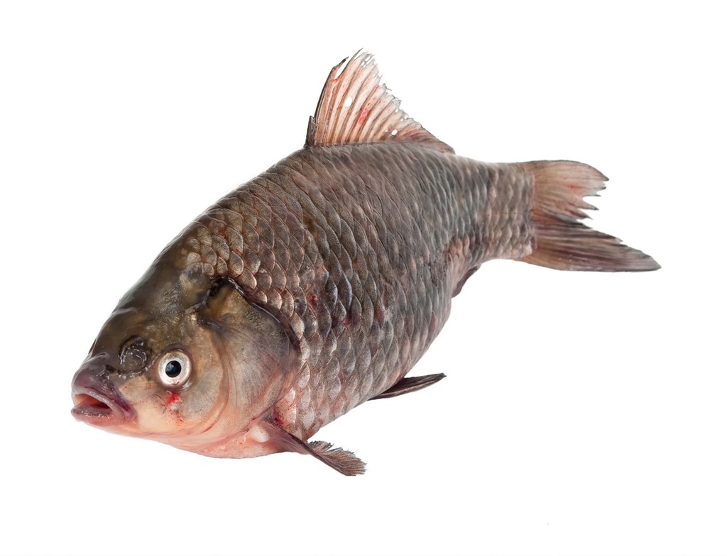 Carpe | Entière | 2/3 k