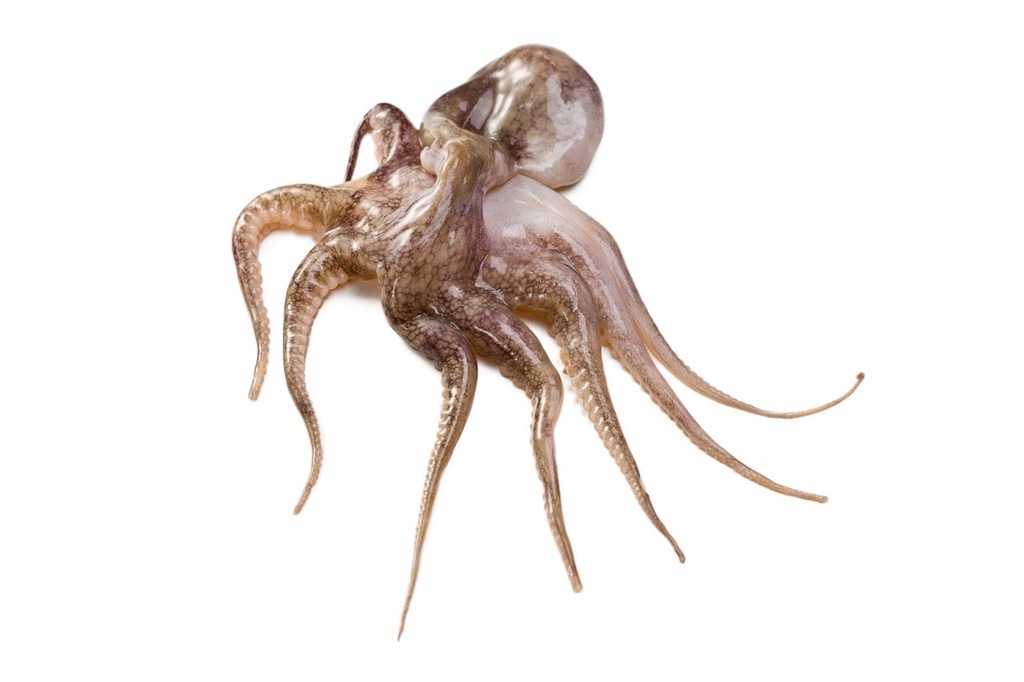 Poulpe | Saumure | Tentacule /5kg