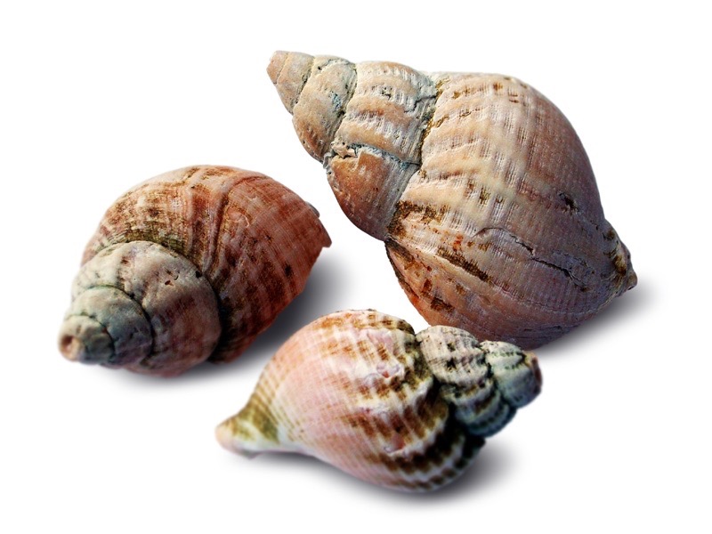 Bulot cuit * | Chair IQF | 90/140 p/k