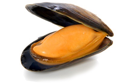 Moule Espagne | Moules de Fond | Bouriche de 3kg