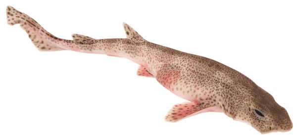 Roussette | Entière | 2 k+