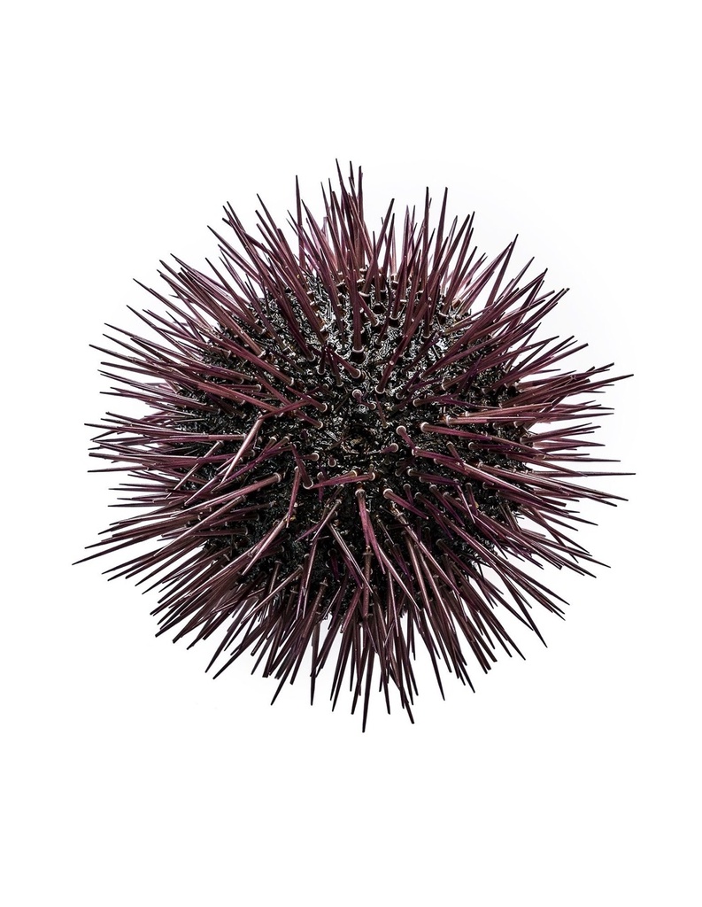 Oursin | Pate d'oursin | 50 gr/pc