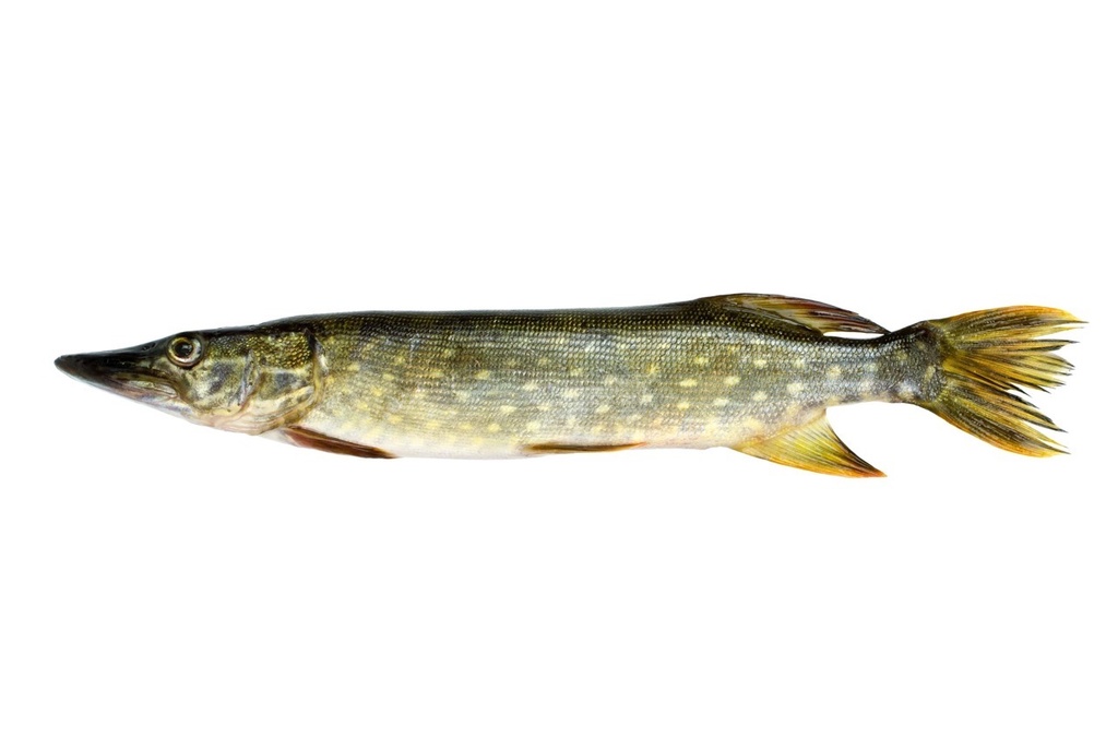 Brochet | Entier | 2/4 - kg