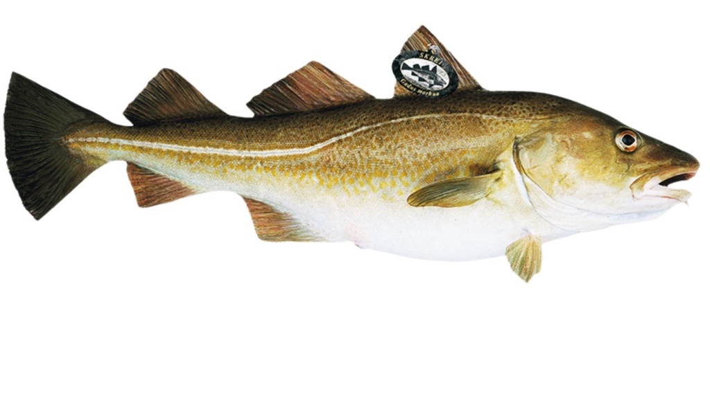 Cabillaud skrei | Dos avec peau | 400/600 g