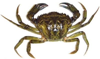 Crabe vert * | Entier IQF | Boite de 5 kgs