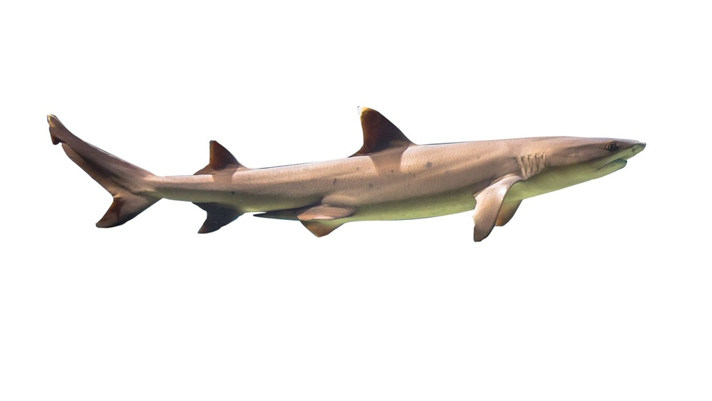 Requin bleu | Entier | Par défaut