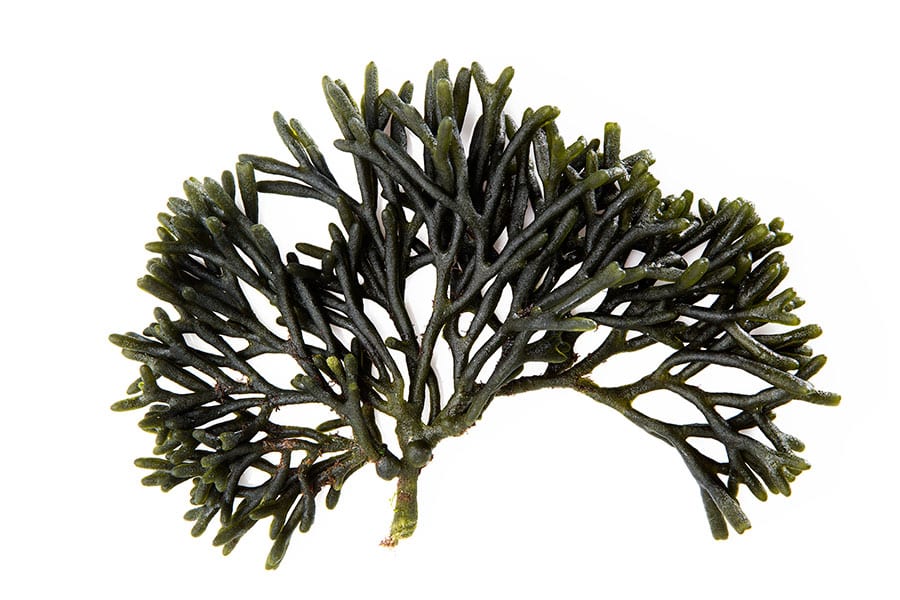 Légumes - Codium | Codum | Par défaut