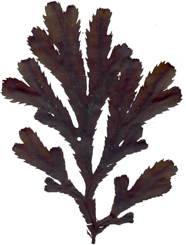 Légumes - Fucus dentelé | Fucus dentelé | Par défaut