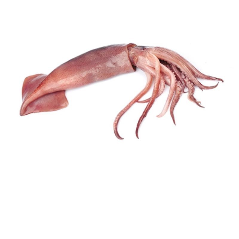 Encornet Rouge | Entier - non nettoyé | 2/300