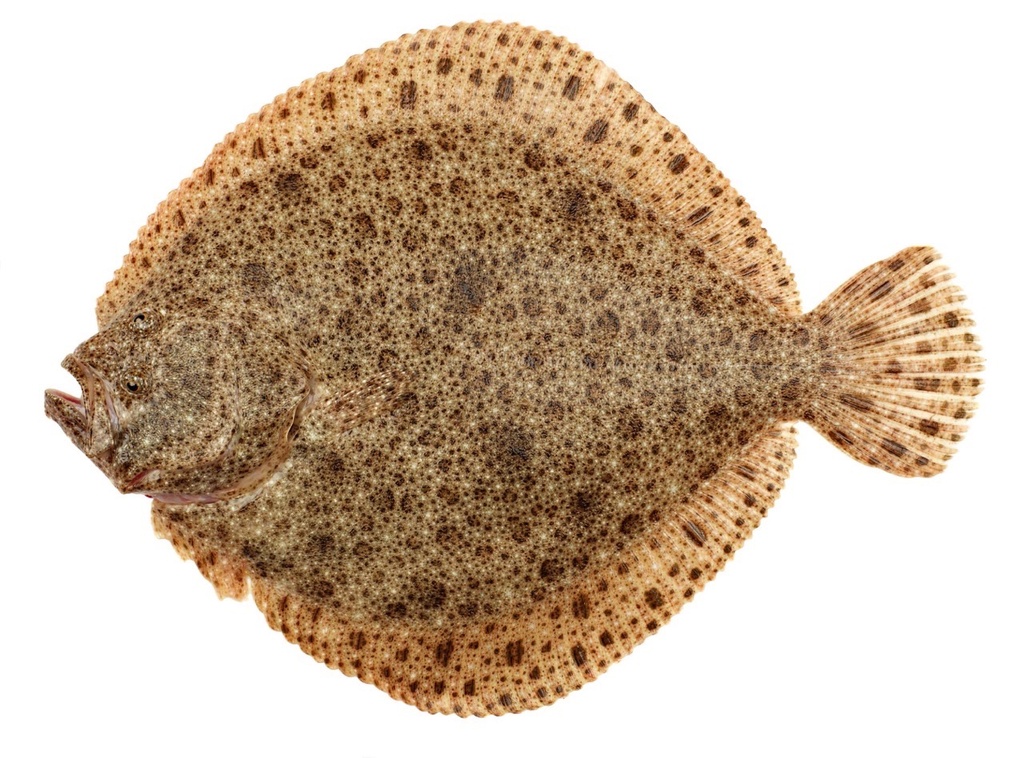 Turbot | Filet avec peau | 2/3 k brut