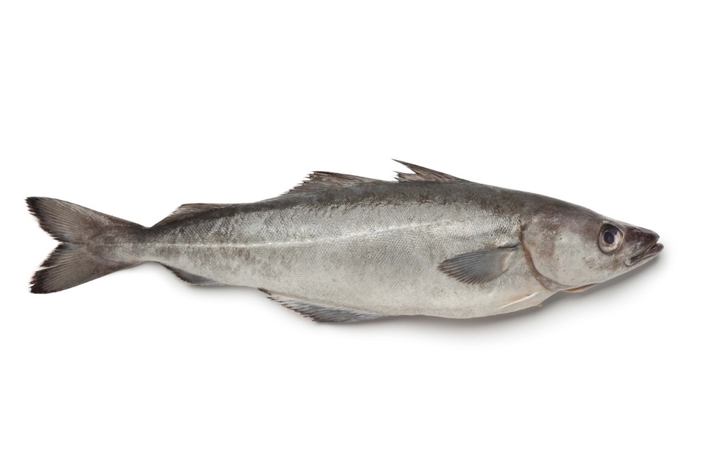 Lieu noir | Filet sans peau | 600-800 g net
