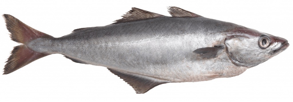 Lieu jaune | Entier sans tête | 2,5/5 k brut