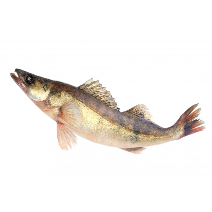 Sandre | Filet sans peau | 1/2 k brut