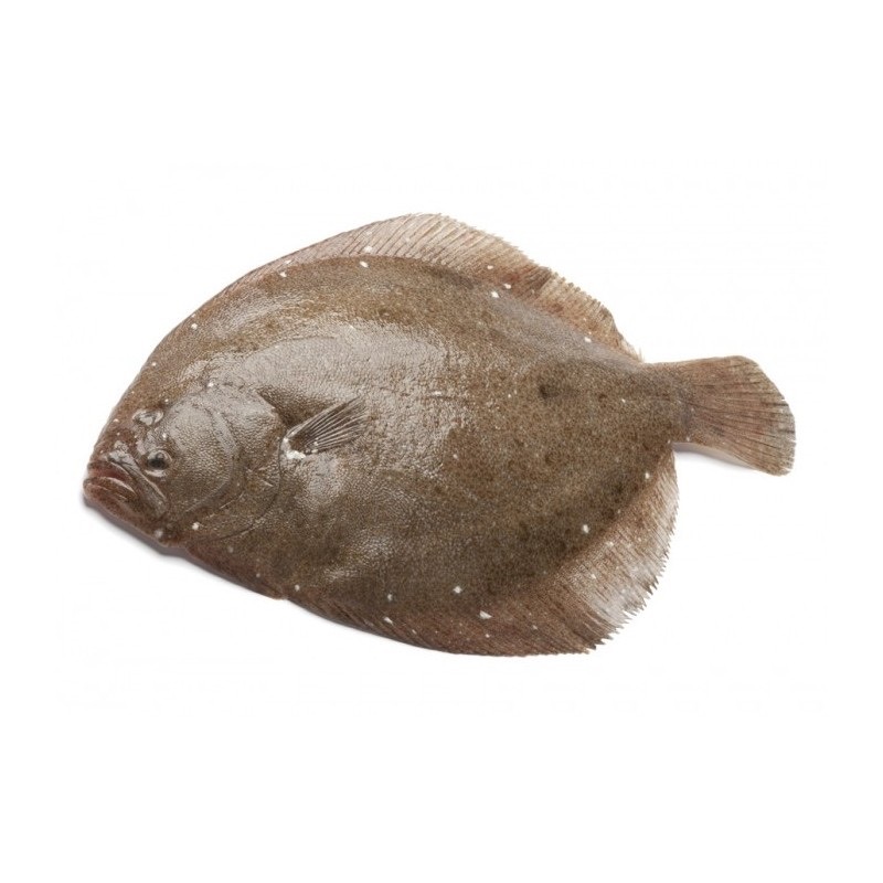 Barbue | Filet sans peau | 2 k+ brut